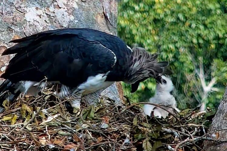 águila-alimentando-a-su-poluuelo-auyan-tepui-Venezuela